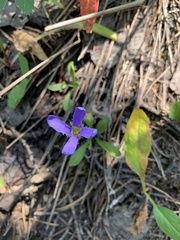 Gentianopsis barbellata