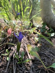 Gentianopsis barbellata