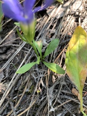 Gentianopsis barbellata