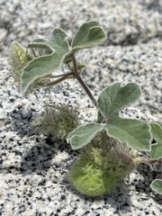 Passiflora pentaschista