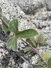 Passiflora pentaschista