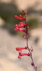 Penstemon utahensis