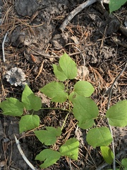 Clematis occidentalis grosseserrata