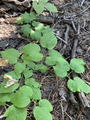 Clematis occidentalis grosseserrata