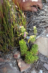 Indigofera candolleana