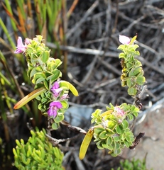Indigofera candolleana