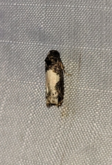 Epiblema dorsisuffusana