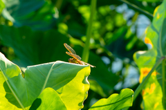 Libellula needhami