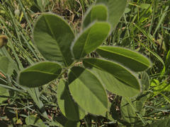 Tephrosia natalensis pseudocapitata