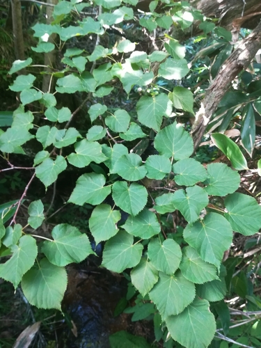 Tilia maximowicziana iNat (3)