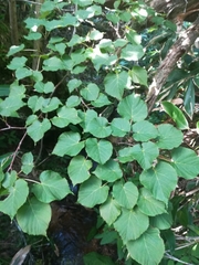 Tilia maximowicziana