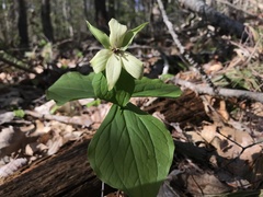 Trillium erectum erectum