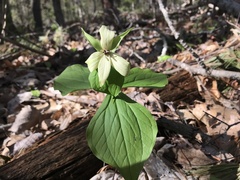 Trillium erectum erectum