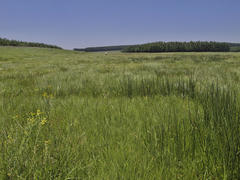 Tephrosia natalensis pseudocapitata