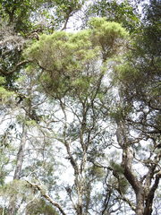 Melaleuca trichostachya