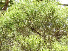 Melaleuca trichostachya