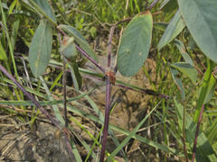 Tephrosia natalensis pseudocapitata