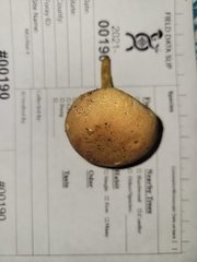 Xerocomus illudens