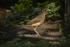Turdus grayi