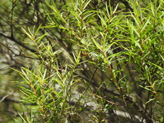 Melaleuca trichostachya