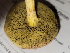 Xerocomus illudens