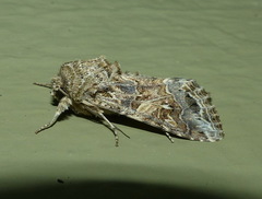 Spodoptera praefica