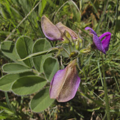 Tephrosia natalensis pseudocapitata