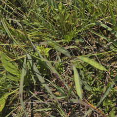 Tephrosia natalensis pseudocapitata