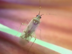Nesidiocoris