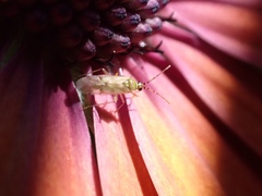 Nesidiocoris