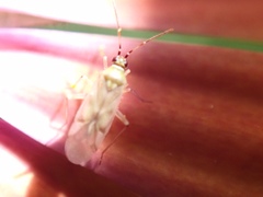 Nesidiocoris