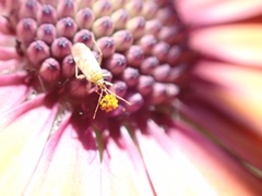 Nesidiocoris