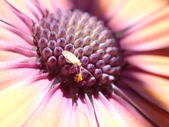 Nesidiocoris