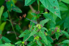 Pachydiplax longipennis