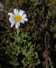 Arctotis aspera aspera