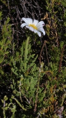 Arctotis aspera aspera