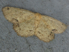 Microcalicha invenustaria