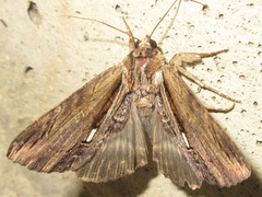 Ercheia niveostrigata