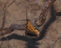 Paranotoreas brephosata