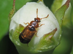 Eusphalerum semicoleoptratum