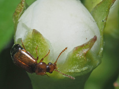 Eusphalerum semicoleoptratum