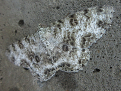 Ophthalmitis albosignaria