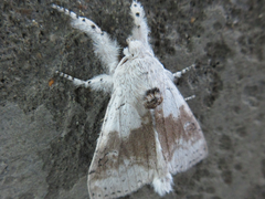 Calliteara pseudabietis