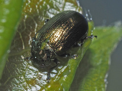 Phratora vitellinae