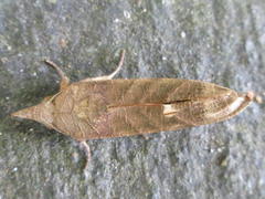 Calyptra