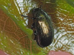 Phratora vitellinae