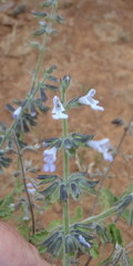 Salvia disermas
