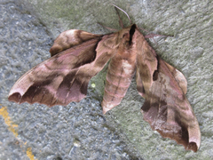 Phyllosphingia dissimilis