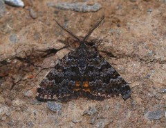 Paranotoreas brephosata