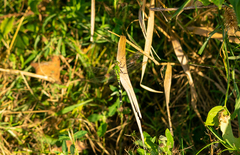 Erythemis simplicicollis